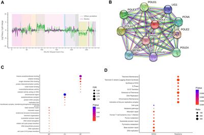 Protumorigenic Role of Elevated Levels of DNA Polymerase Epsilon Predicts an Immune-Suppressive Microenvironment in Clear Cell Renal Cell Carcinoma